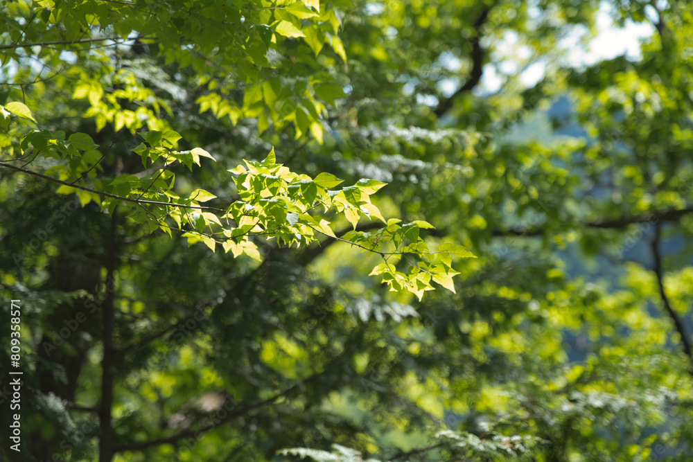 Forest trees swaying in the early summer breeze Forest trees swaying in the early summer breeze