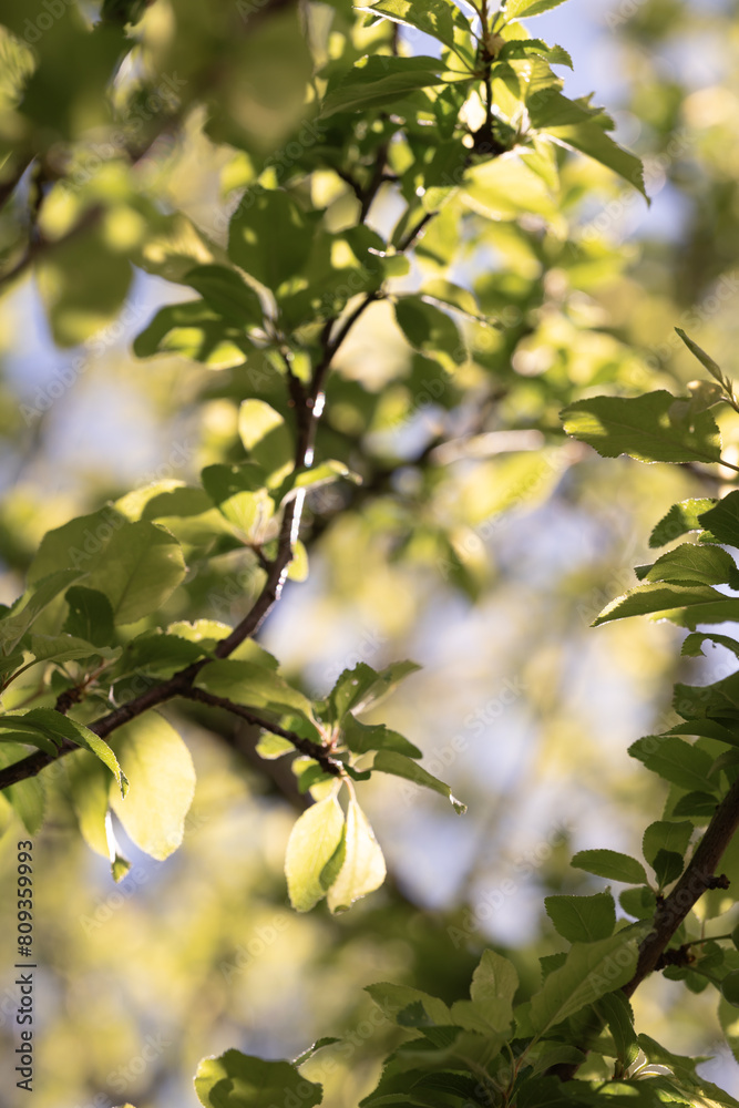 Sun-Dappled Leaves in Early Spring Light