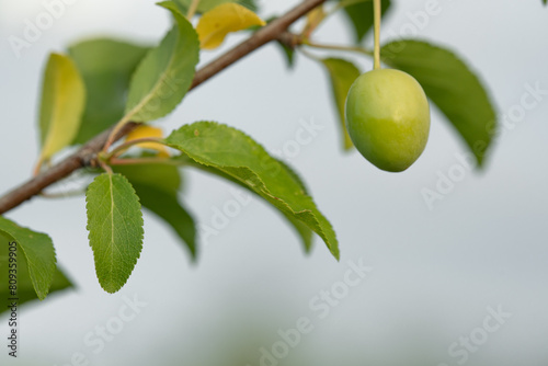 Young Green Plum on Branch