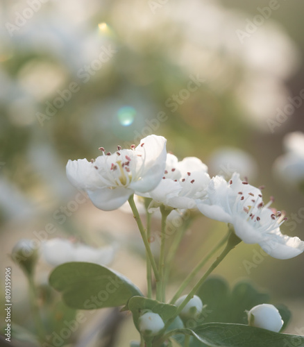 Soft Light on Clustered White Flowers