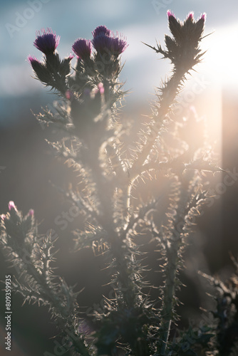 Sunlit Silhouette of Thistle Flowers
