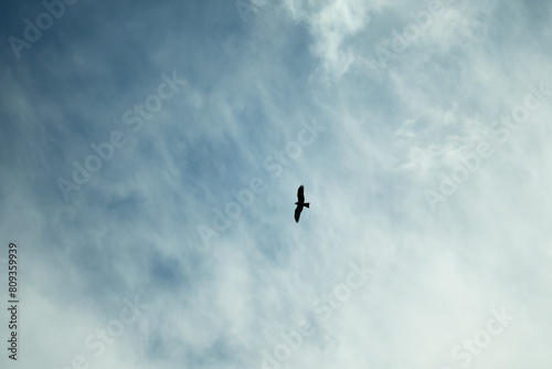Eagle Soaring High Against Cloudy Sky
