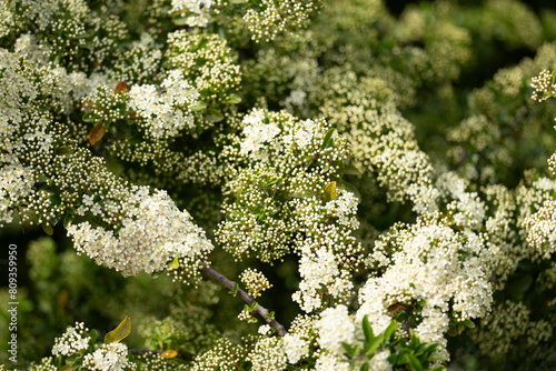 Spring Blossoms in Full Bloom