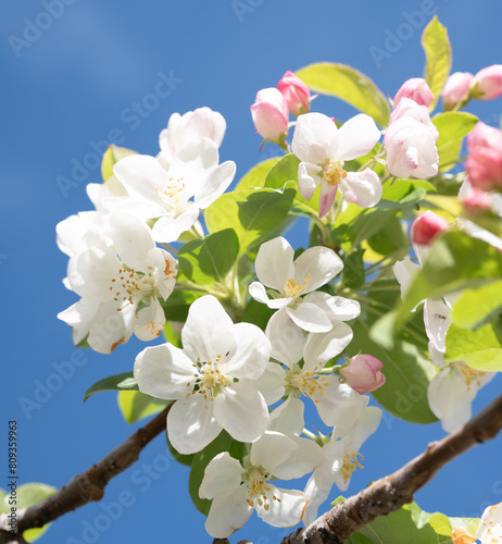 Bright White Blossoms Against Blue Sky
