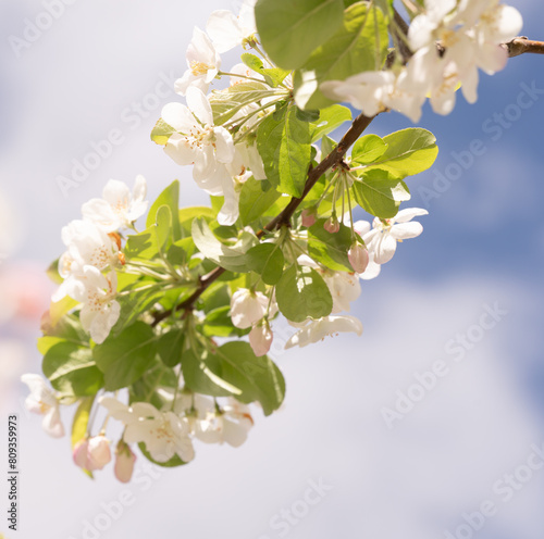 Spring Blossoms and Blue Skies