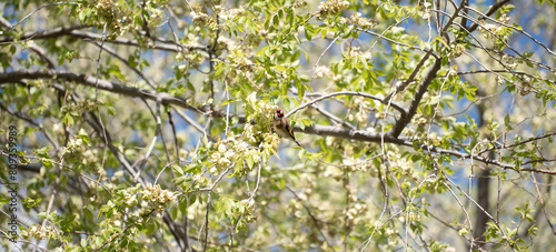 Goldfinch on Blossoming Branches in Spring