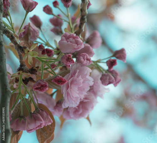 Lush Pink Cherry Blossoms in Full Bloom