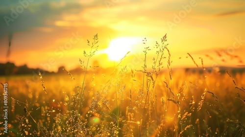 A Glorious View of a Sunset Over a Lush Field Sparkling with Dew Drops, Creating a Golden Tranquil Scene Perfect for Wallpapers and Postcards © aicandy