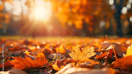 A radiant sunrise illuminates vibrant autumn leaves scattered on the ground, casting a warm, golden glow across a peaceful park setting
