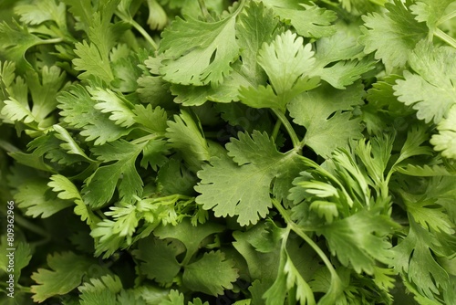 Fresh green coriander leaves as background  top view