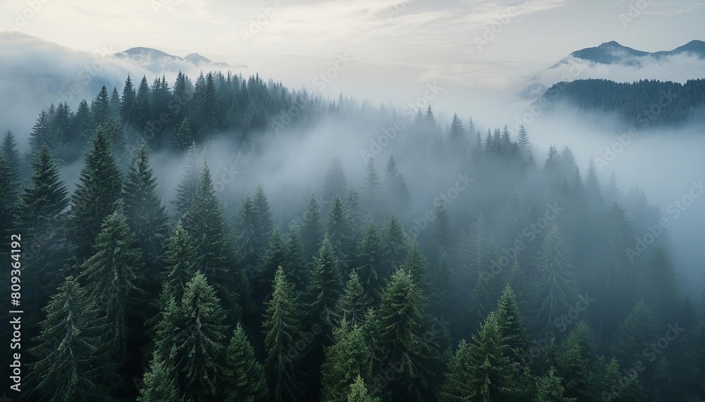 Forest view with fog