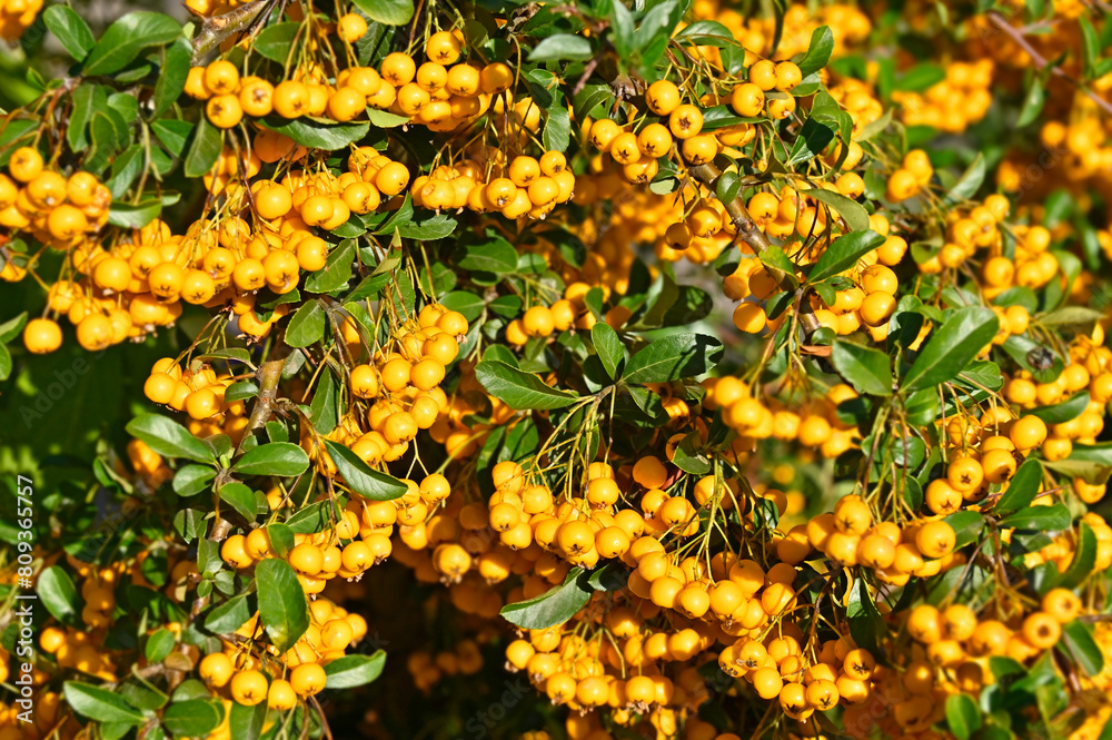 Sorbus Aucuparia plant Sorbus Aucuparia plant