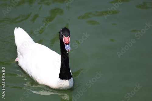 The black neck and White goose in river © pumppump