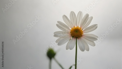 A solitary flower blooms in serene solitude against a backdrop of pure white ai_generated