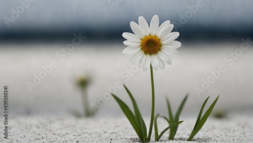 A solitary flower blooms in serene solitude against a backdrop of pure white ai_generated © Haroon