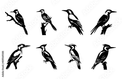 Flameback Woodpecker Bird Silhouettes vector art Set, Woodpecker Silhouette Clipart bundle