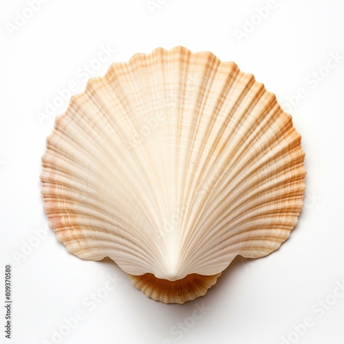 Stunning closeup of an ocean shell, beautifully isolated on white, Ai Generated