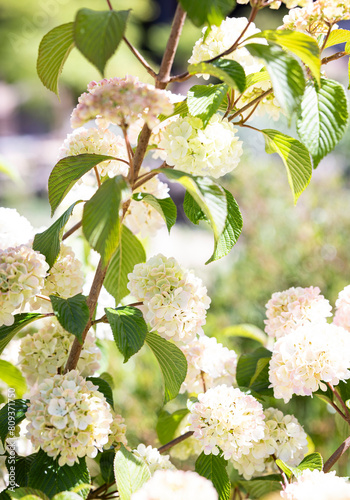 Detail of a blooming white Hydrangea plant photo