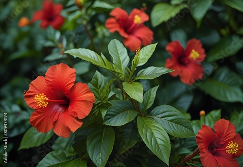 Red hibiscus blooms against glossy green foliage  generative AI