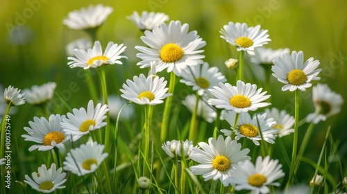 White Daisy Flowers in the Spring