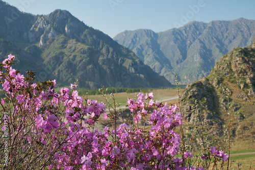 Rhododendron dauricum flowers with background of mountain slopes and blue sky.