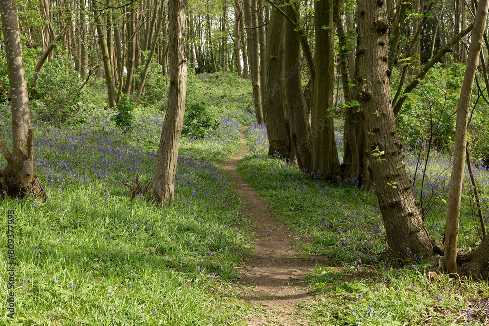Bluebell wood in spring with green foliage, UK Bluebell wood in spring with green foliage, UK