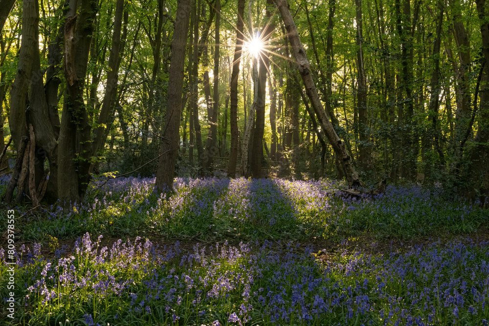 Bluebell wood in spring with green foliage, UK Bluebell wood in spring with green foliage, UK