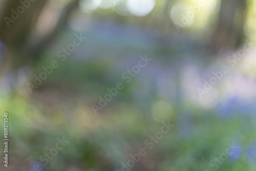 soft blurry background wallpaper Bluebell wood in spring with green foliage, UK