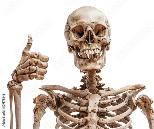Smiling Skeleton Giving Thumbs Up, Skeletal Anatomy Display