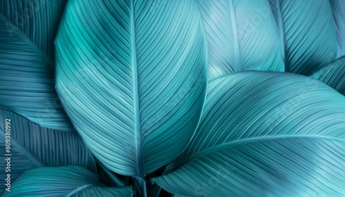 close up macro exotic fresh green leave texture tropical plant of spathiphyllum cannifolium in soft blue glow light blur background for leaf botanical wallpaper desktop foliage backdrop cover design photo