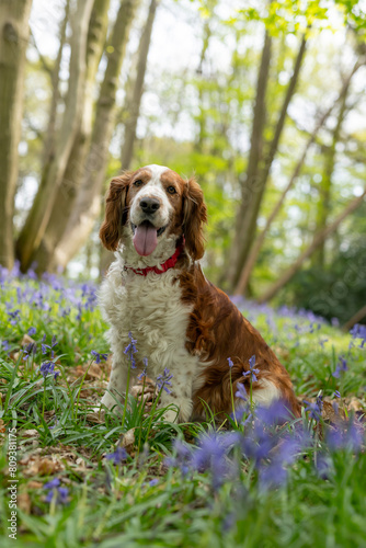 welsh springer spaniel in bluebell wood