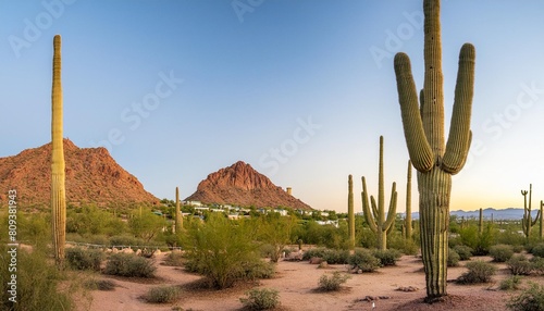 arizona desert view with superstitious mountain and saguaro cacti and near sunset phoenix usa