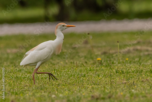 Western Cattle Egret