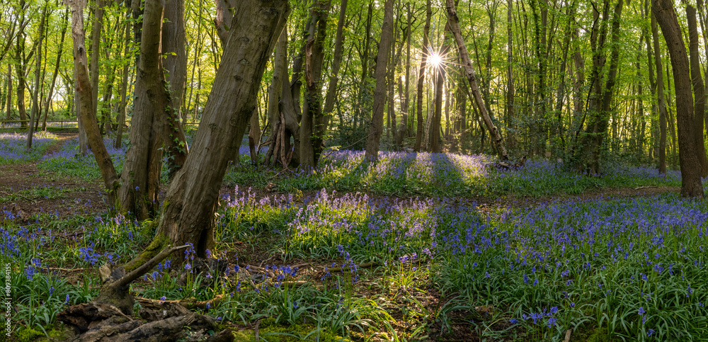 Fototapeta premium Bluebell wood British springtime with morning sunrays through the green trees
