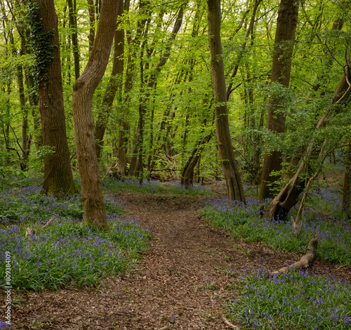 Bluebell wood British springtime with morning sunrays through the green trees