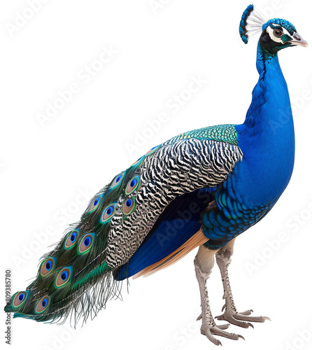 a peacock with a long tail standing on a white surface, transparent background png photo