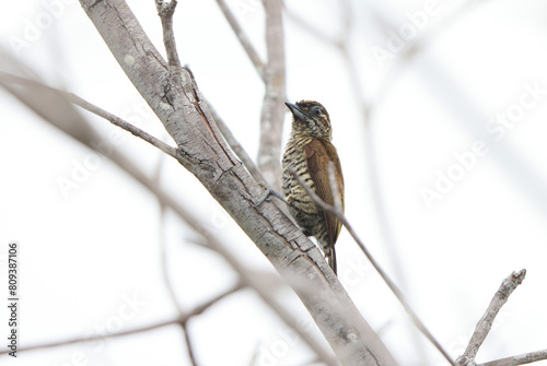Orinoco piculet (Picumnus pumilus) is a species of bird in subfamily Picumninae of the woodpecker family Picidae. This photo was taken in Colombia. photo