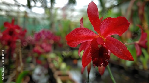 Stunning red orchid at Belok Sidan orchid farm photo