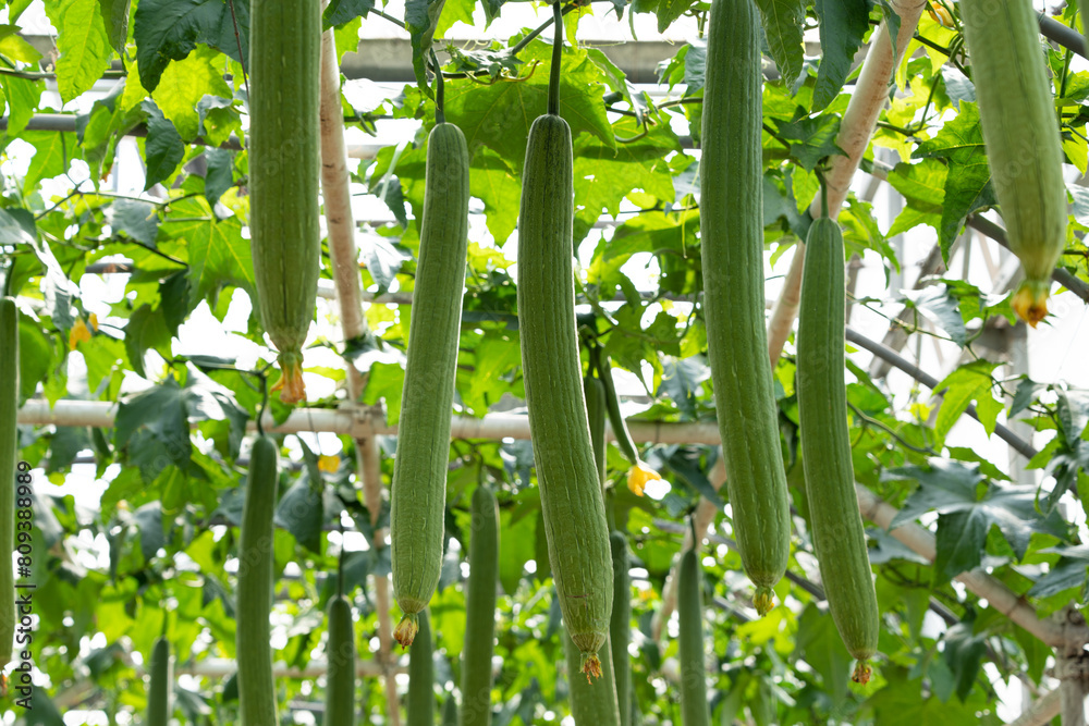 Fototapeta premium Sponge gourd or luffa hanging ready to be harvested in greenhouse