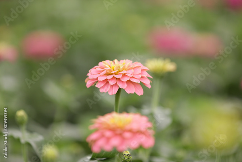 Zinnia o Flor de papel