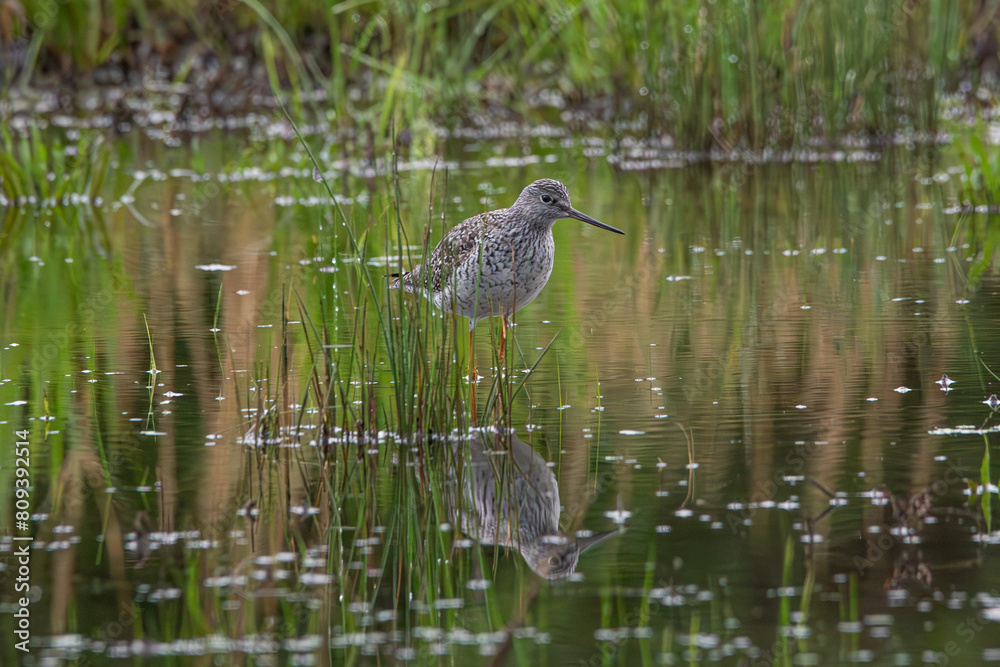Greater Yellowlegs Greater Yellowlegs