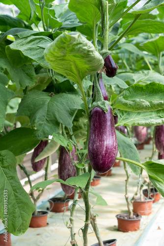 Aubergine eggplant plants in greenhouse. Industrial vegetables cultivation