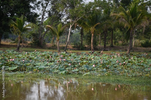 flamingos in the pond