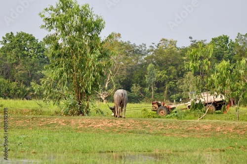 buffalo on rice field