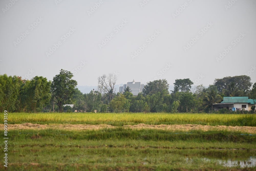 Fototapeta premium rice field landscape