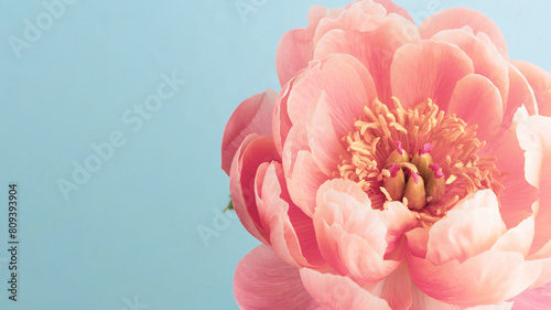 ピンクのシャクヤク　芍薬　アジアの花の美しさ photo