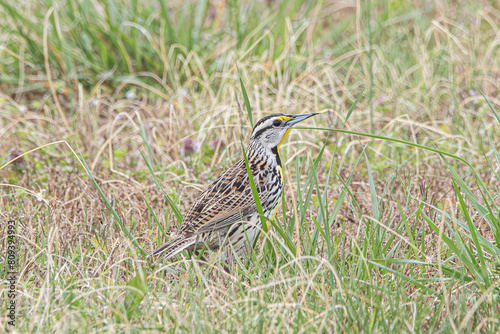 Eastern Meadowlark photo