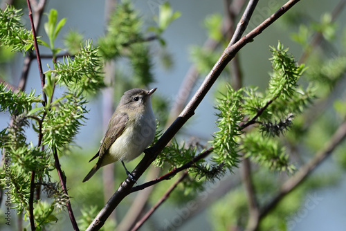 A Warbling Vireo perched on a branch in the forest photo