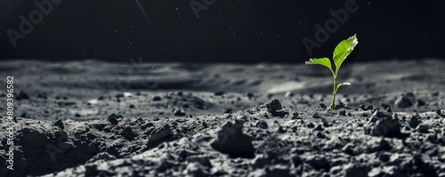 Sprout on moon surface - life in space concept photo