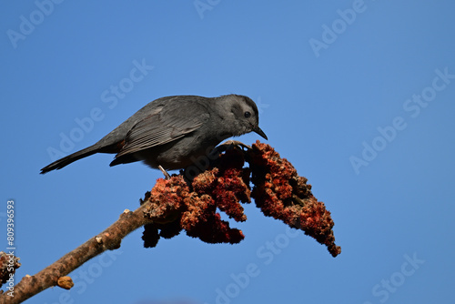 Gray Catbird sits perched on Sumac tree eating the berries